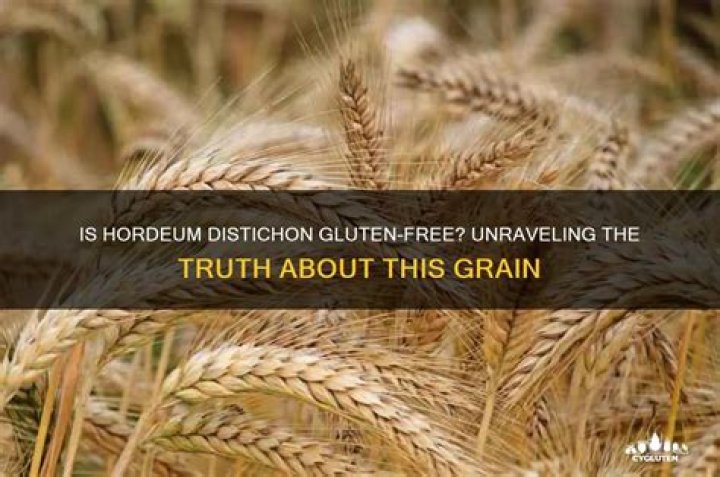 Is hordeum vulgare gluten free?