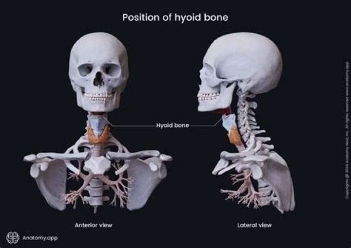 Is hyoid a real word?