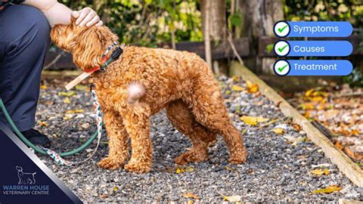 Is it normal for dogs to nibble themselves?