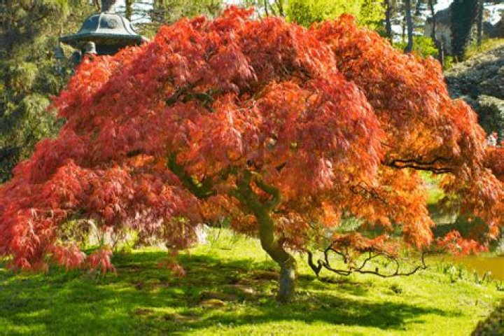 Is japanese maple a tree?