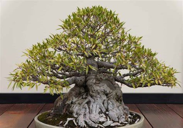 Is jhs bonsai worth it?