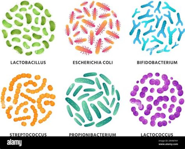 Is lactobacillus good or bad?