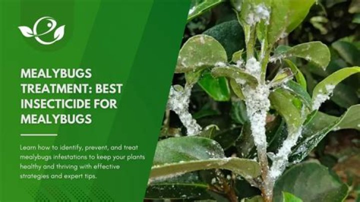 Is mealybug a fungus?