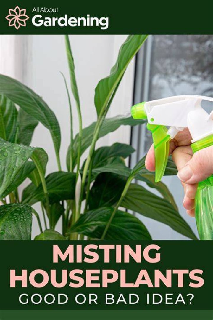 Is misting good for plants?