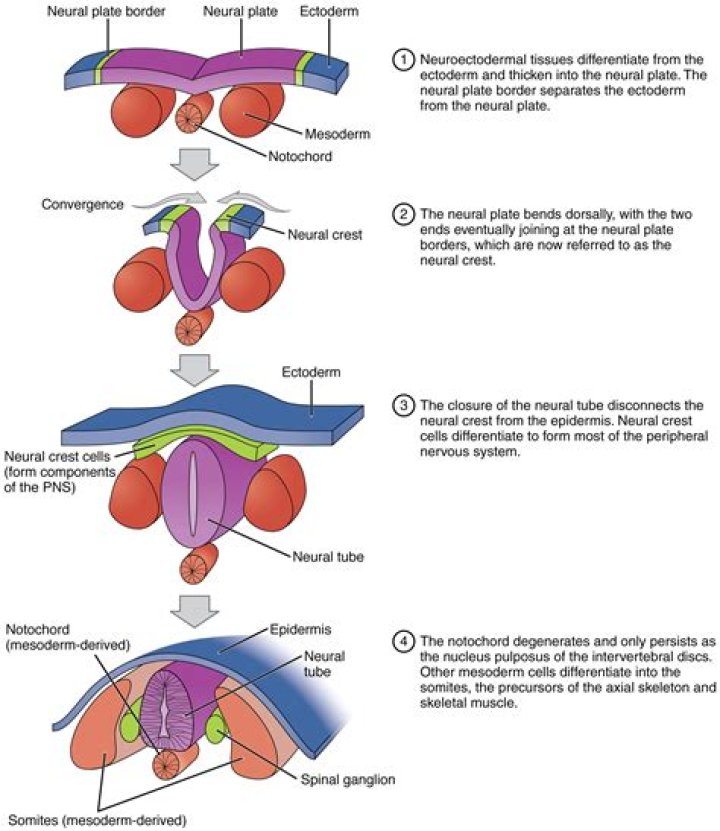 Is mouth derived from endoderm?