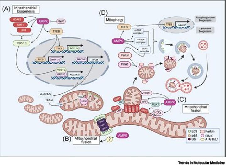 Is mtor a protein?