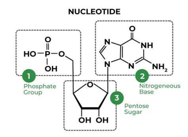 Is nucleotide a polymer?
