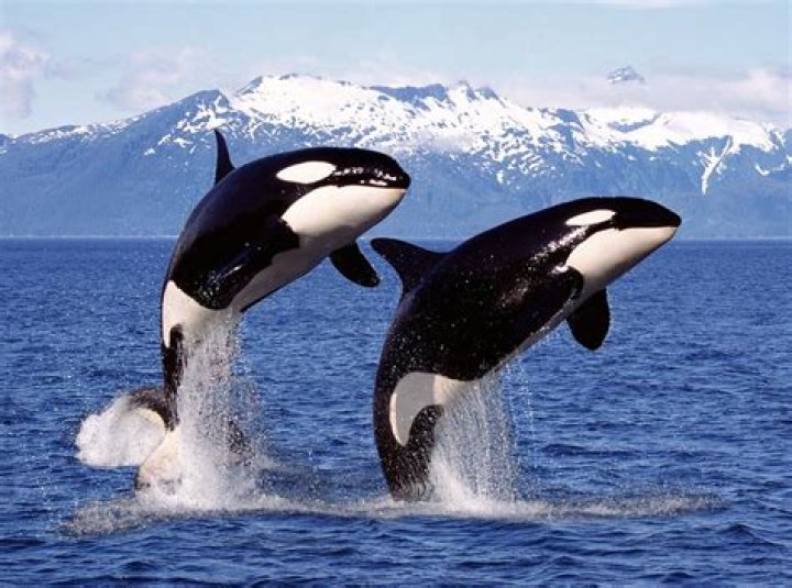Is orca a killer whale?