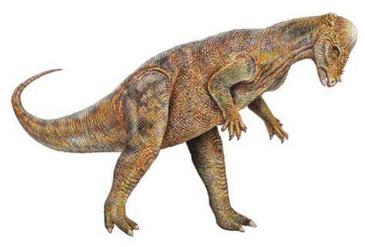 Is pachycephalosaurus an omnivore?