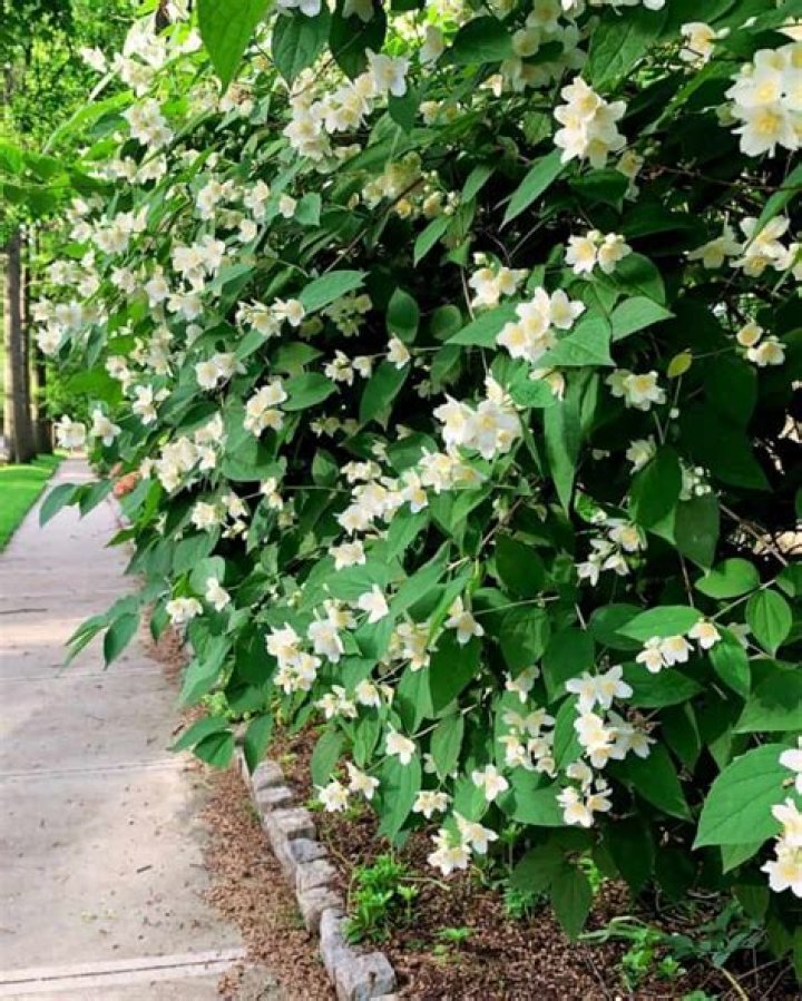 Is philadelphus fast growing?