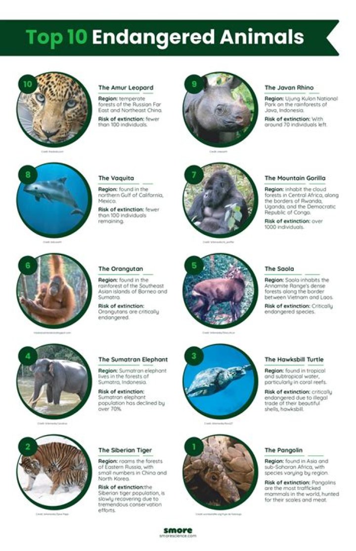 Is porcupine endangered species?