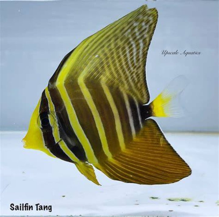 Is sailfin tang aggressive?