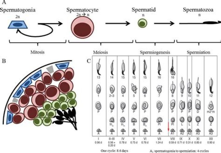 Is spermatogonia a haploid cell?