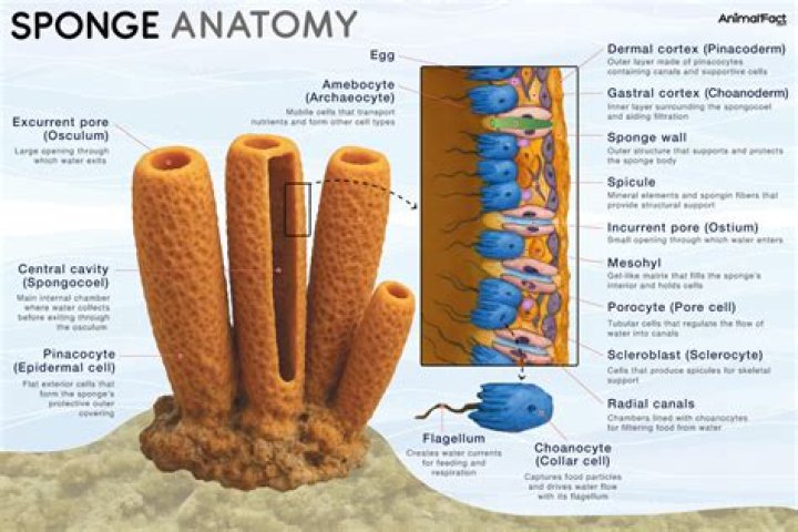 Is spicule a sponge?