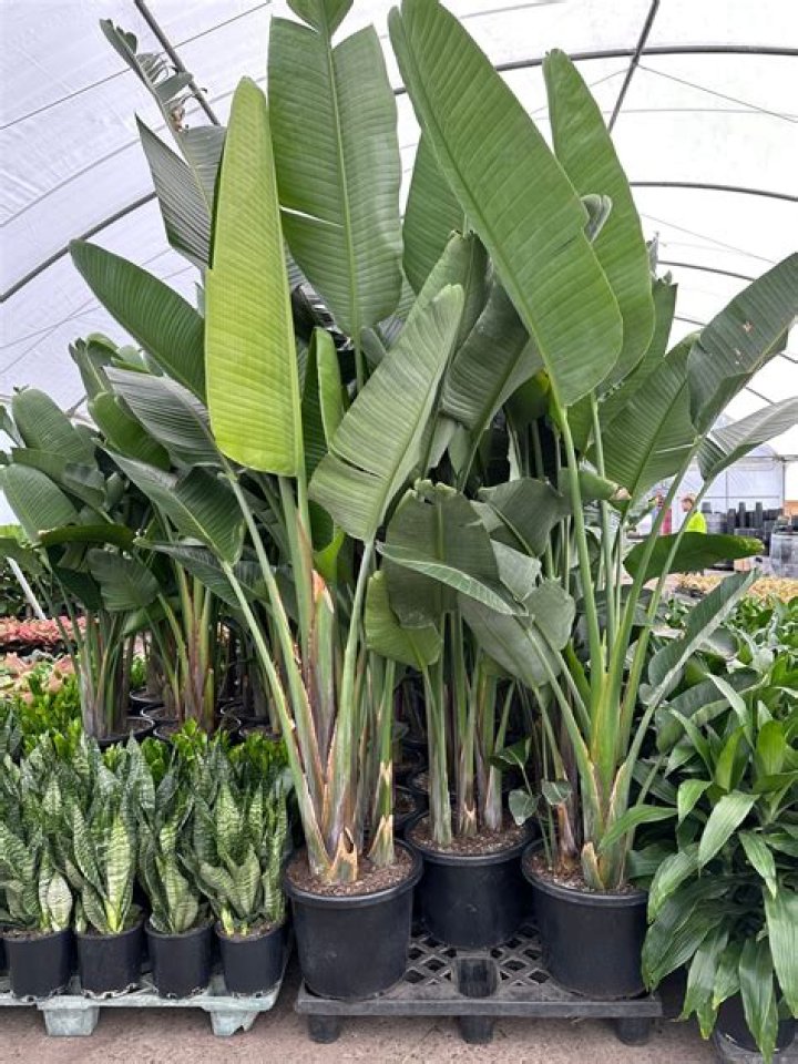 Is strelitzia nicolai poisonous to dogs?