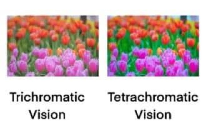 Is tetrachromatic a word?