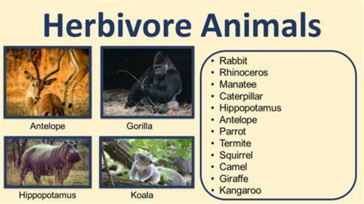 Is the argali a herbivore?
