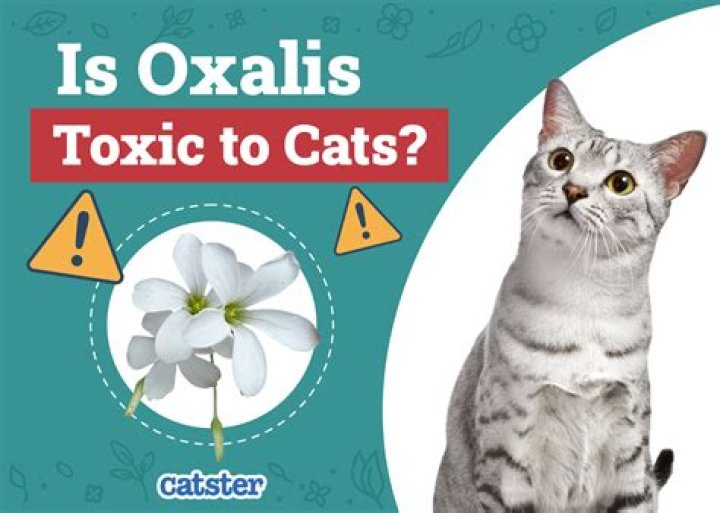 Is tillandsia toxic to cats?