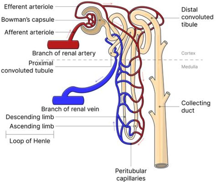 Is uriniferous tubule nephron?