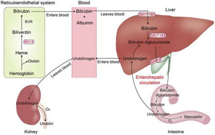Is urobilinogen 0.2 normal?