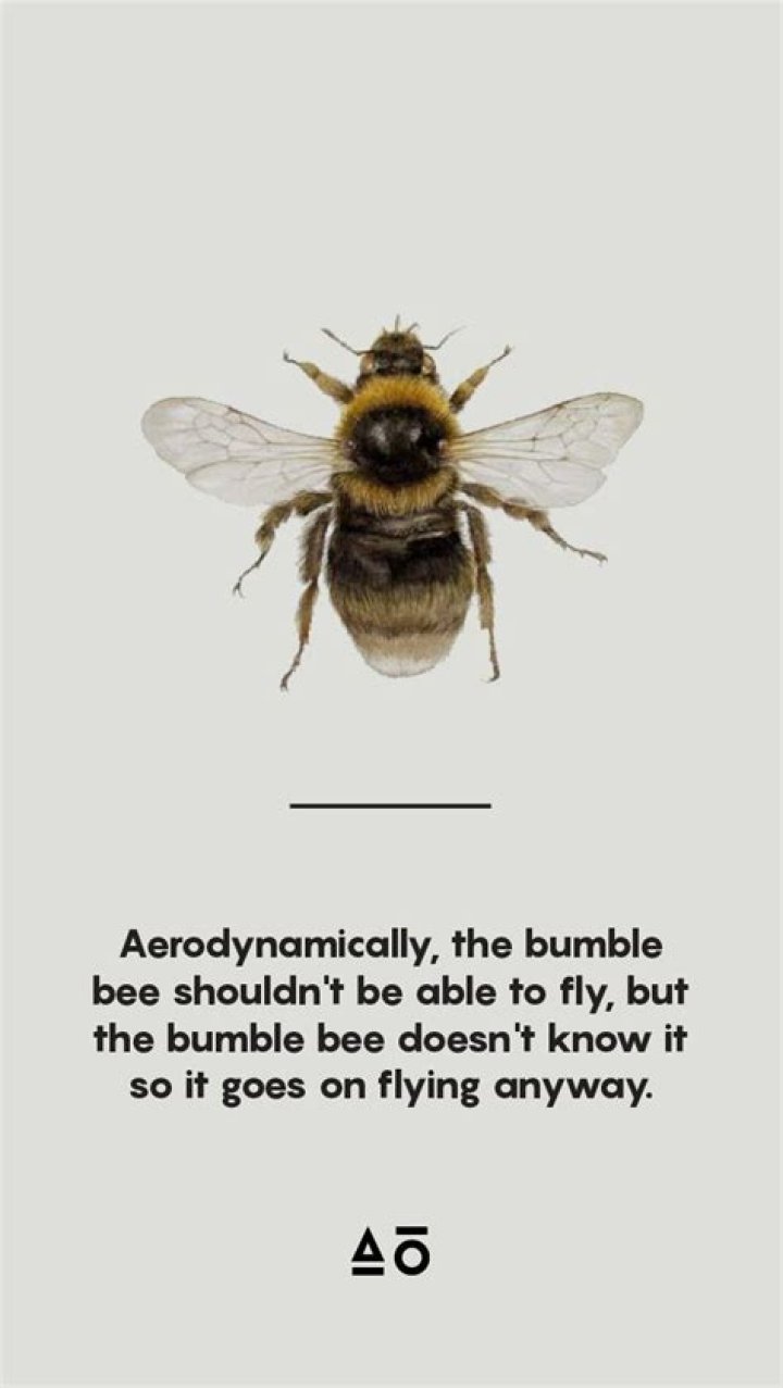 Should bees not be able to fly?