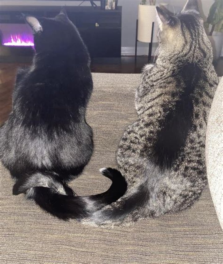 Should cats be adopted in pairs?