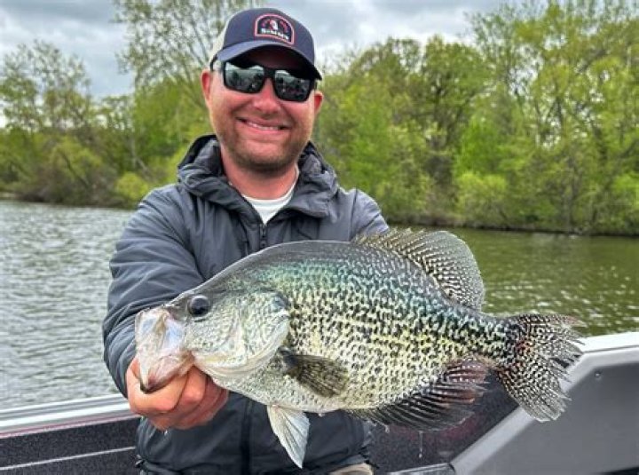 Should i put crappie in my pond?