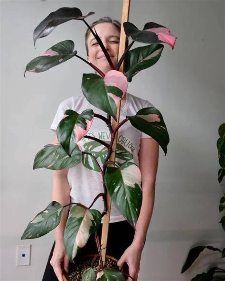 Should i stake my philodendron?