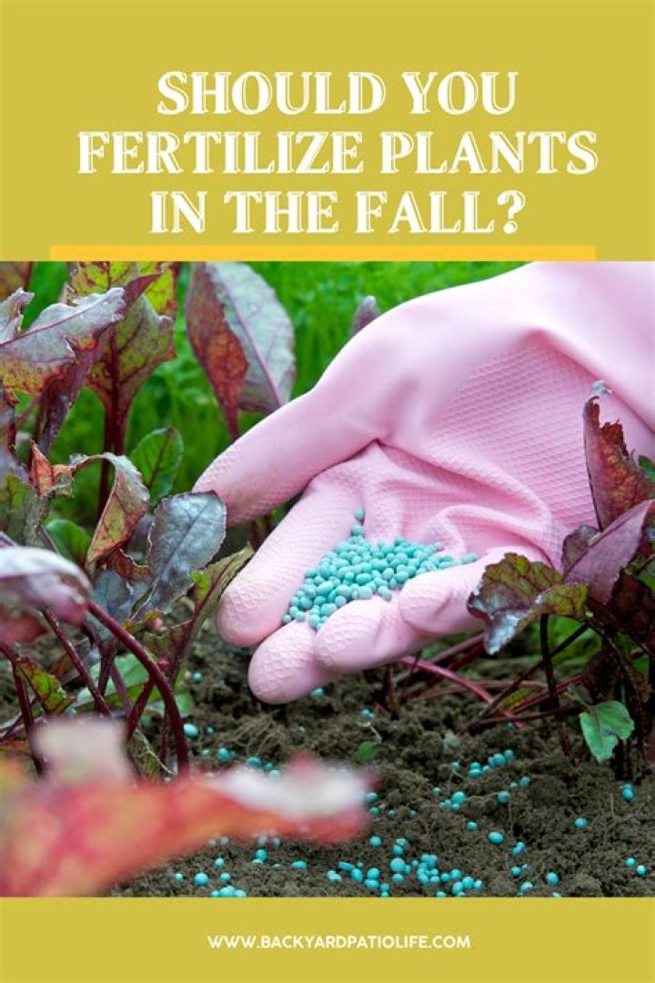 Should you fertilize fall plantings?