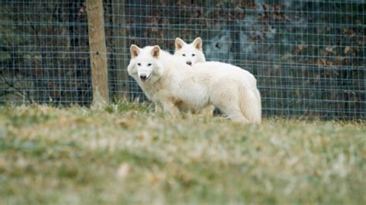Was fenrir born a wolf?