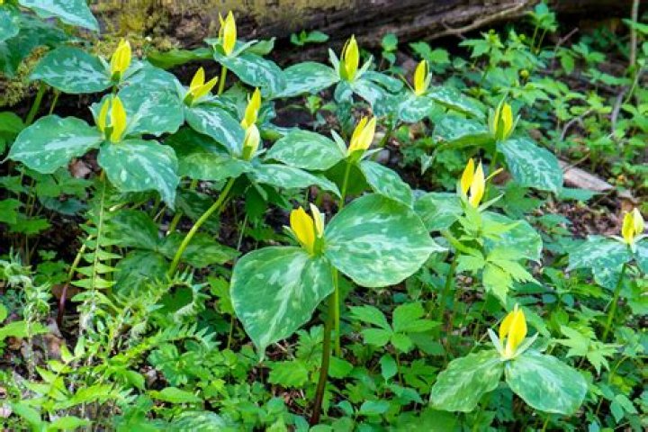Was it ever illegal to pick trilliums in ontario?
