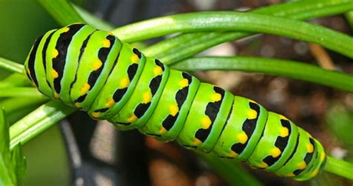 Were caterpillars come from?
