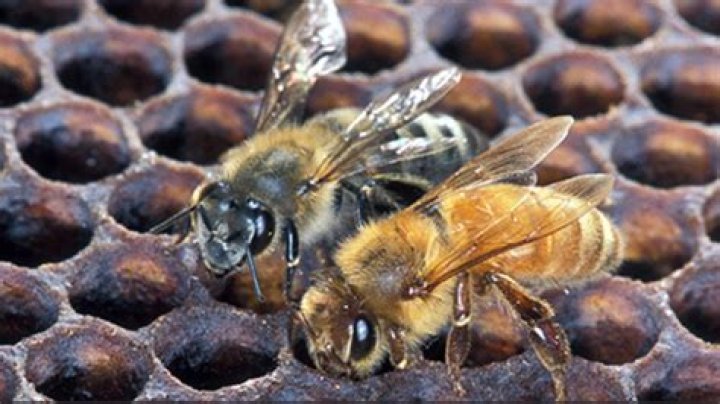 Were killer bees man made?