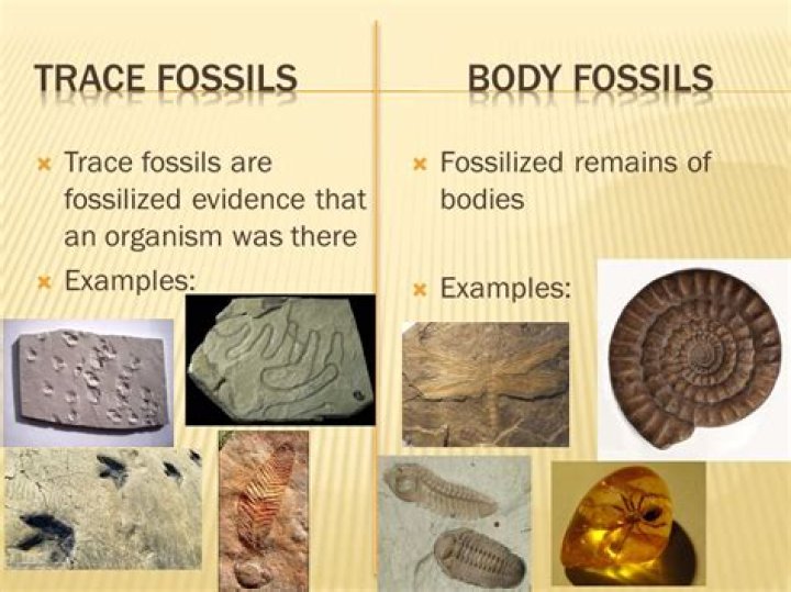 What are examples of trace fossils?