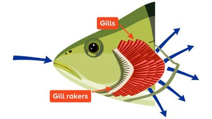 What are gills for?