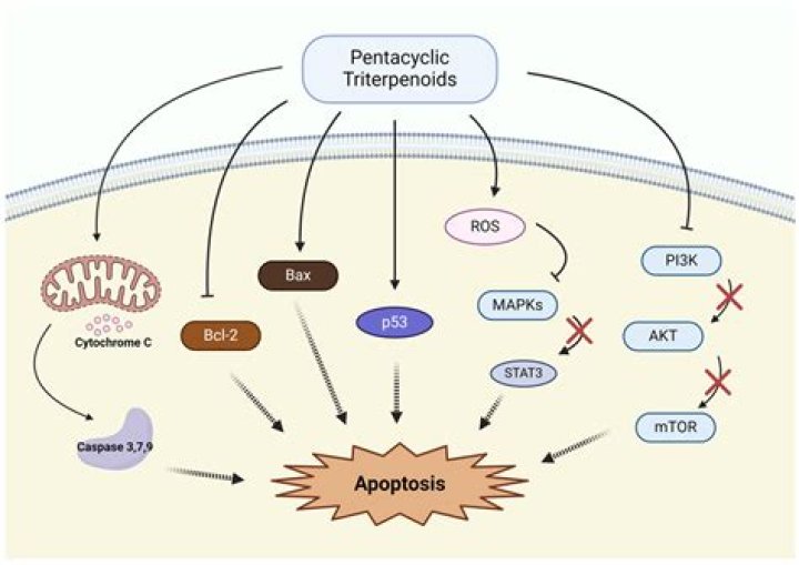 What are pentacyclic triterpenoids?