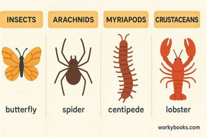 What are the 4 types of arthropods?