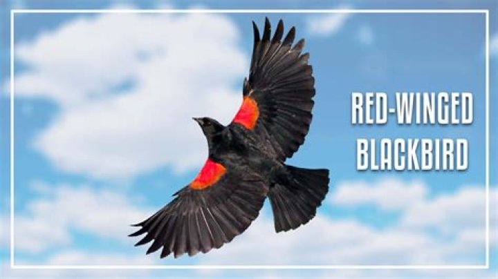 What blackbird has red wings?