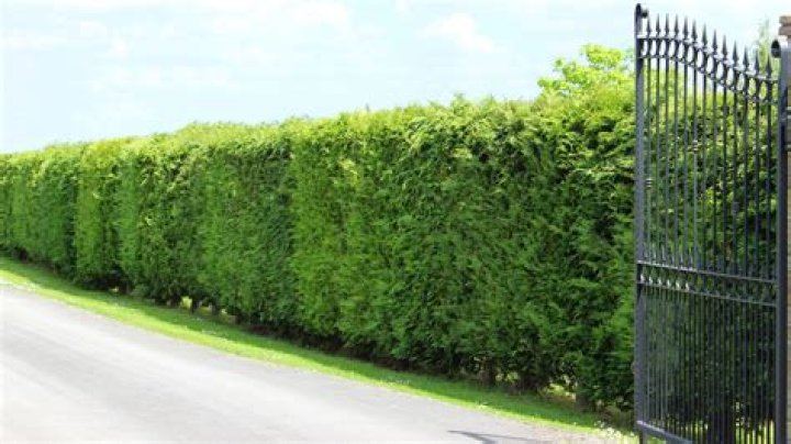 What bushes grow fast and tall?