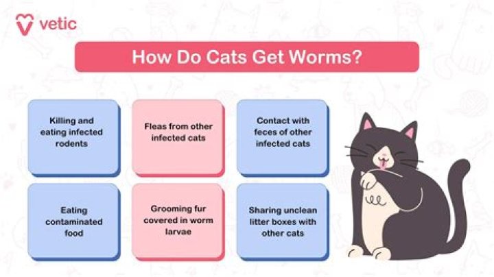 What causes fops in cats?