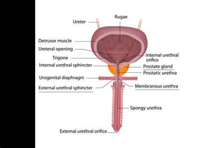 What causes the internal urethral sphincter to open?