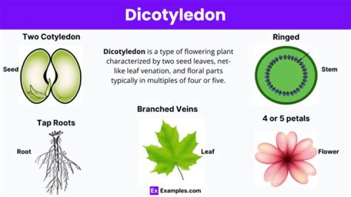 What cotyledon of mango?