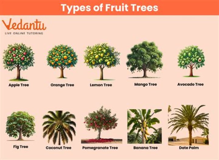 What deciphers a fruit from a vegetable?