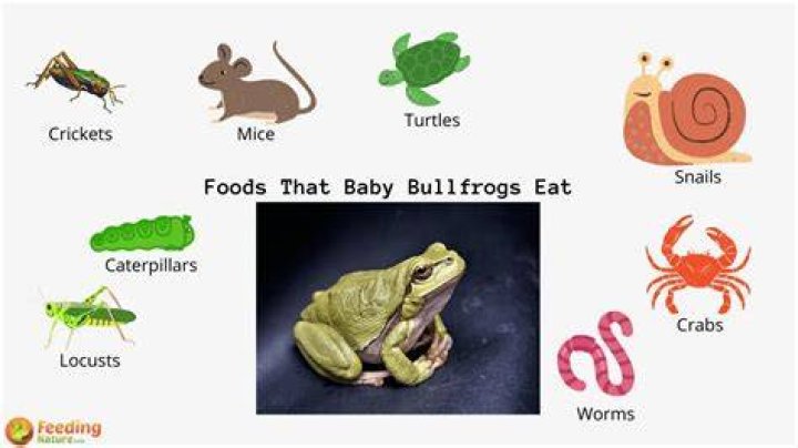 What do baby bullfrogs eat?
