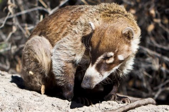 What do coati eat?