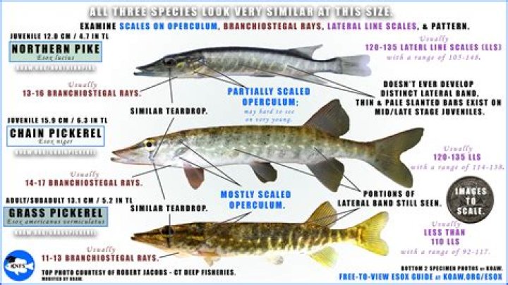 What do garfish taste like?