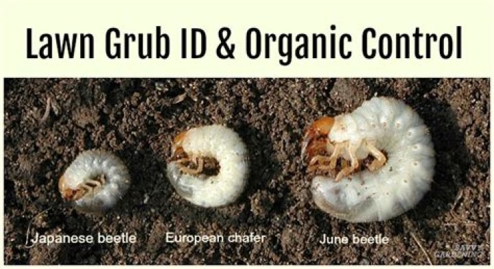 What do grub worms become?