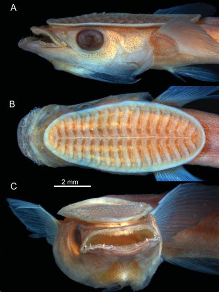 What do remora fish do?