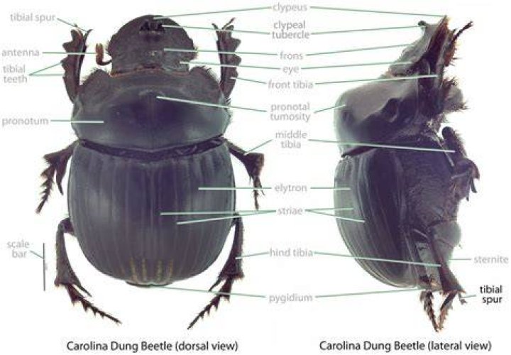 What do scarabaeidae feed on?