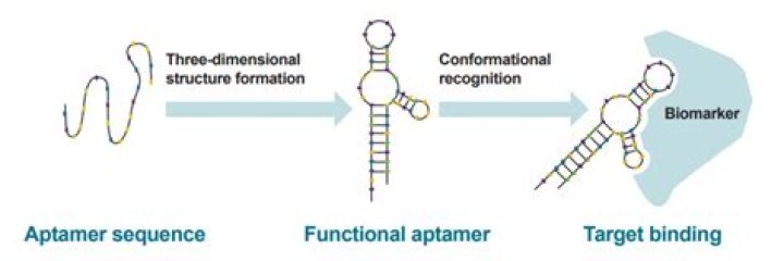 What does anneal mean in biology?